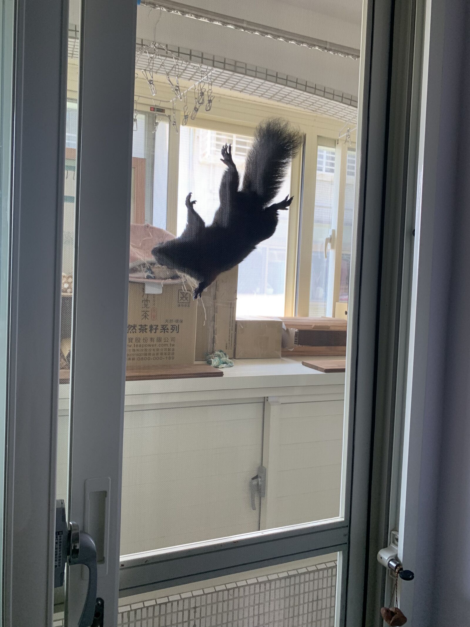 【大安區】316不鏽鋼紗網防松鼠工程